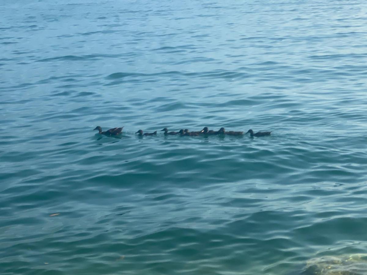 10 Minuti Dal Lago Di Garda E Da Gardaland Castelnuovo del Garda Zewnętrze zdjęcie